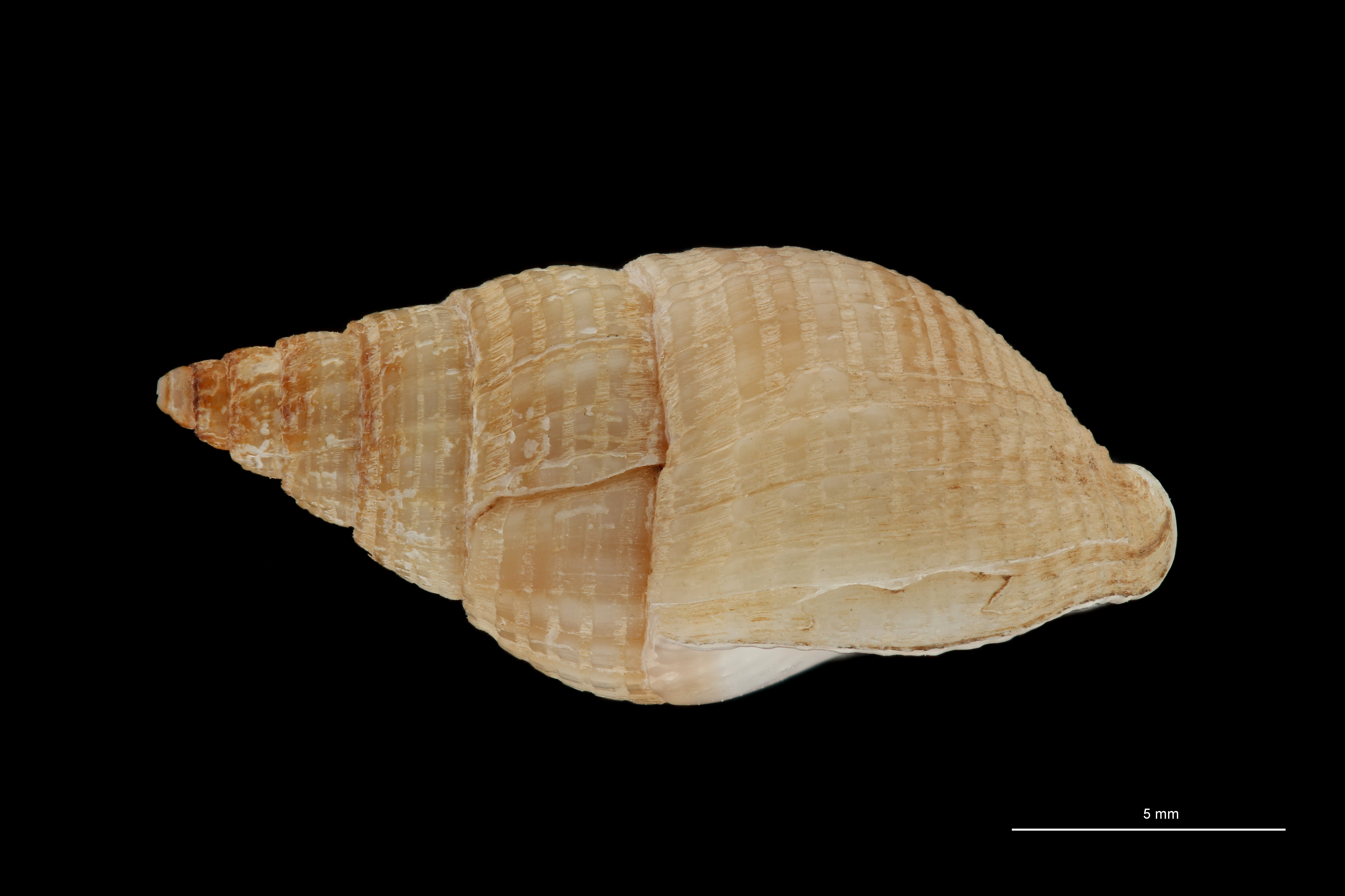 BE-RBINS-INV HYPOTYPE MT 235 Nassarius cabrierensis ovoideus LATERAL ZS PMax Scaled.jpg
