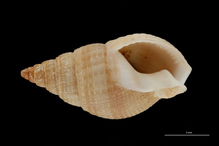 BE-RBINS-INV HYPOTYPE MT 235 Nassarius cabrierensis ovoideus VENTRAL ZS PMax Scaled.jpg