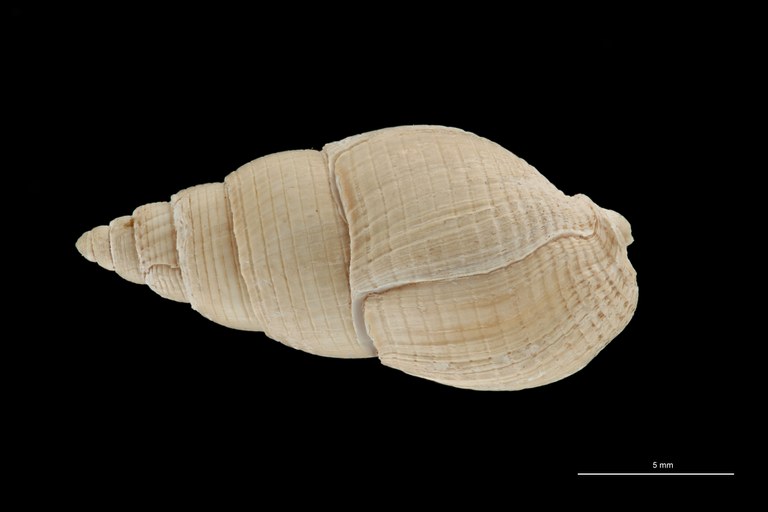 BE-RBINS-INV HYPOTYPE MT 236 Nassarius cabrierensis ovoideus DORSAL ZS PMax Scaled.jpg