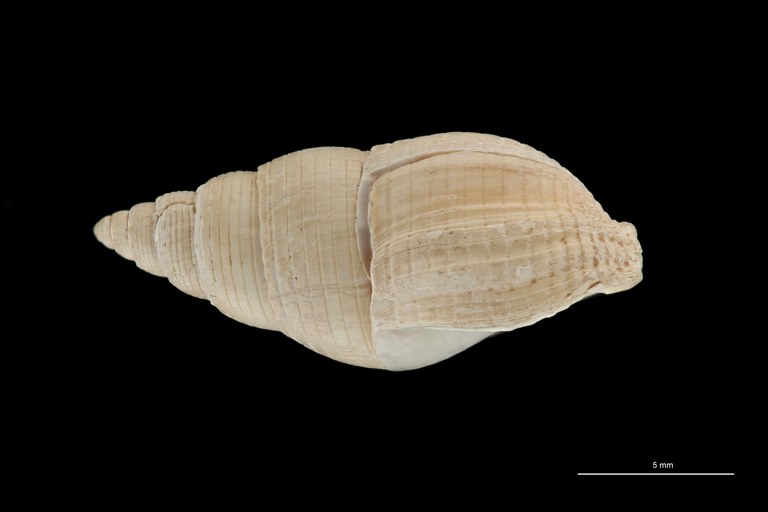 BE-RBINS-INV HYPOTYPE MT 236 Nassarius cabrierensis ovoideus LATERAL ZS PMax Scaled.jpg