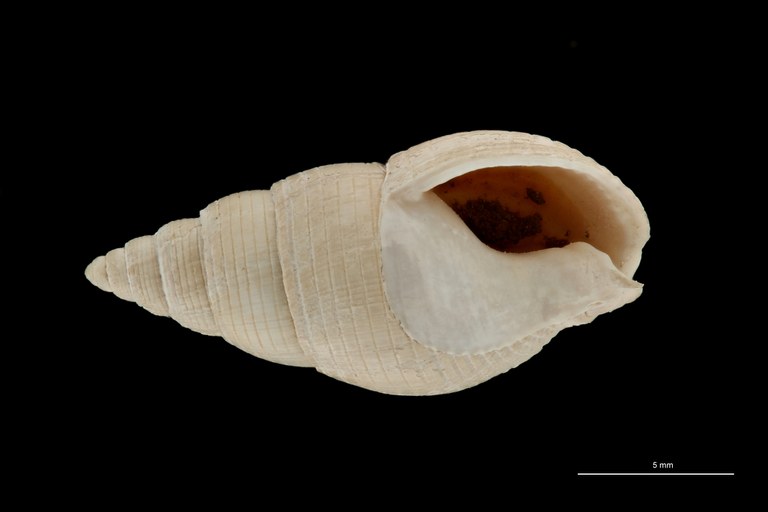 BE-RBINS-INV HYPOTYPE MT 236 Nassarius cabrierensis ovoideus VENTRAL ZS PMax Scaled.jpg