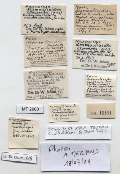 BE-RBINS-INV-MT-2900-Nassa-desmoulioides-pt-label.jpg