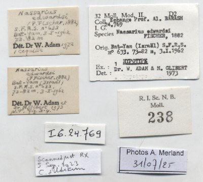 BE-RBINS-INV-MT-238-Nassa-edwardsi-ht-label.jpg