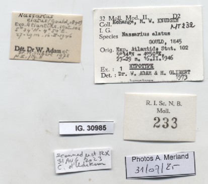 BE-RBINS-INV-MT-233-Nassa-elata-hpt-label.jpg