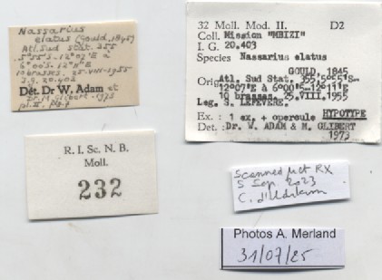 BE-RBINS-INV-MT-232-Nassa-elata-hpt-label.jpg