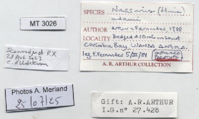 BE-RBINS-INV-MT-3026-Nassarius-adami-pt-label.jpg