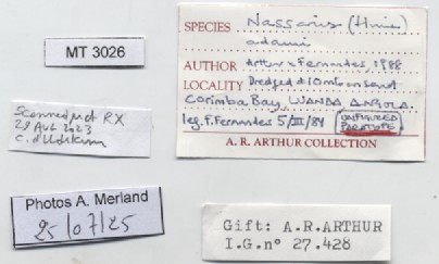 BE-RBINS-INV-MT-3026-Nassarius-adami-pt-label.jpg