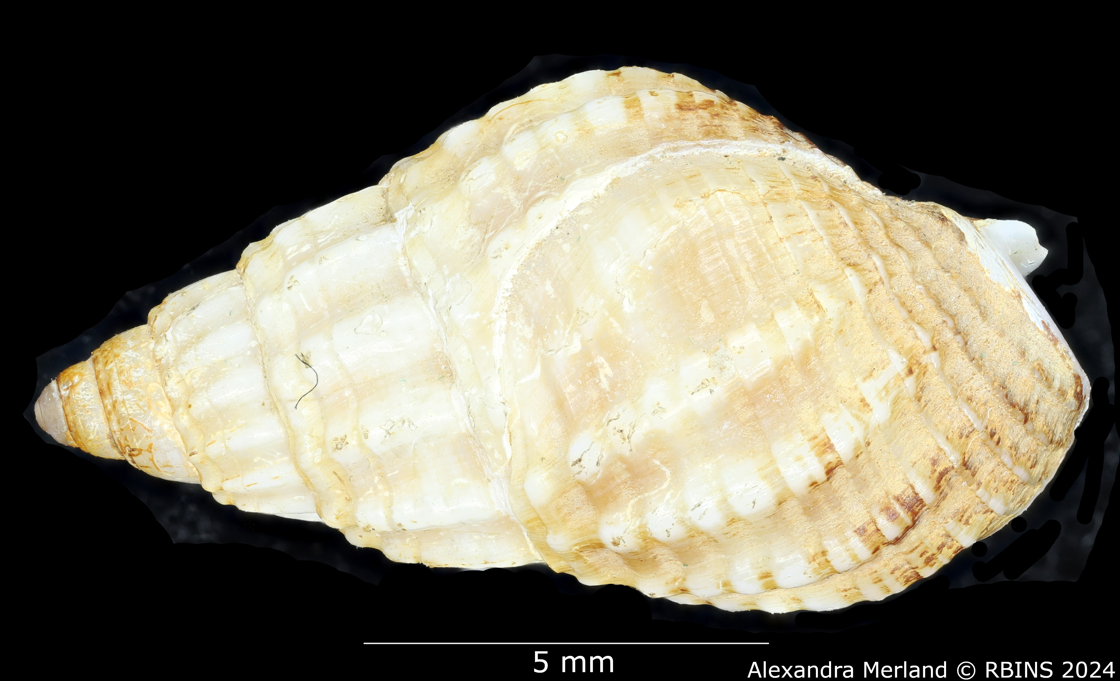 BE-RBINS-INV-MT-2852-Nassarius-angolensis-pt-D.jpg