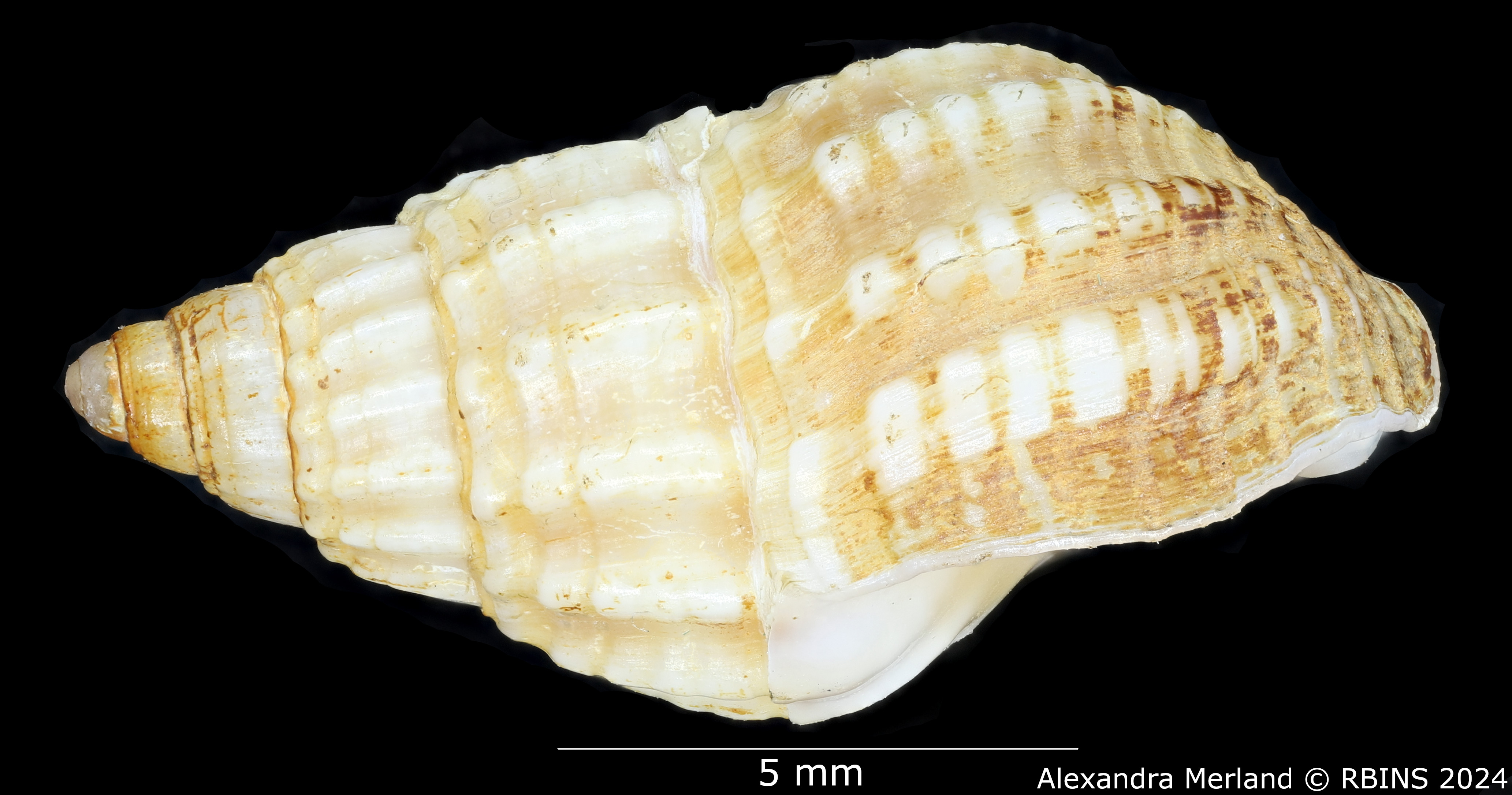 BE-RBINS-INV-MT-2852-Nassarius-angolensis-pt-L.jpg