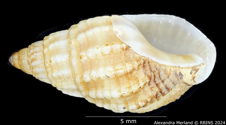 BE-RBINS-INV-MT-2852-Nassarius-angolensis-pt-L2.jpg