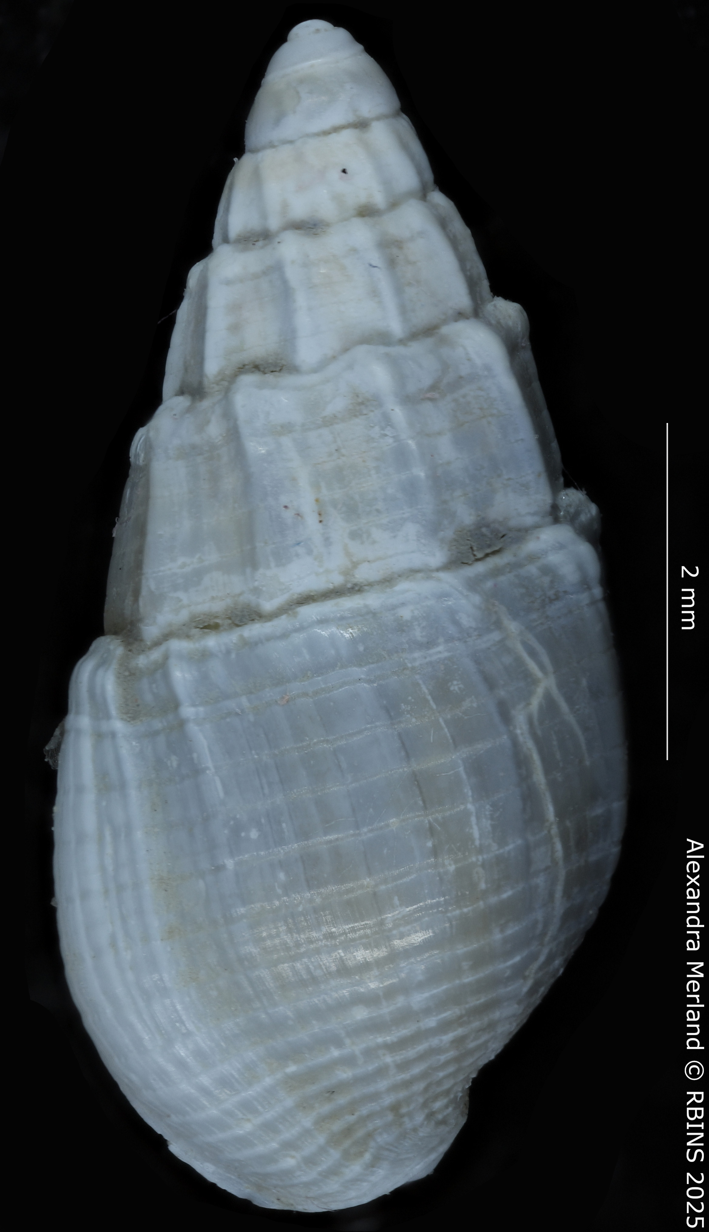 BE-RBINS-INV-MT-4162-Nassarius-gruveli-pt-D.jpg