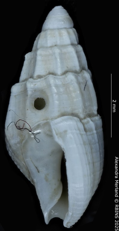 BE-RBINS-INV-MT-4162-Nassarius-gruveli-pt-L.jpg BE-RBINS-INV-MT-4162-Nassarius-gruveli-pt-L.jpg
