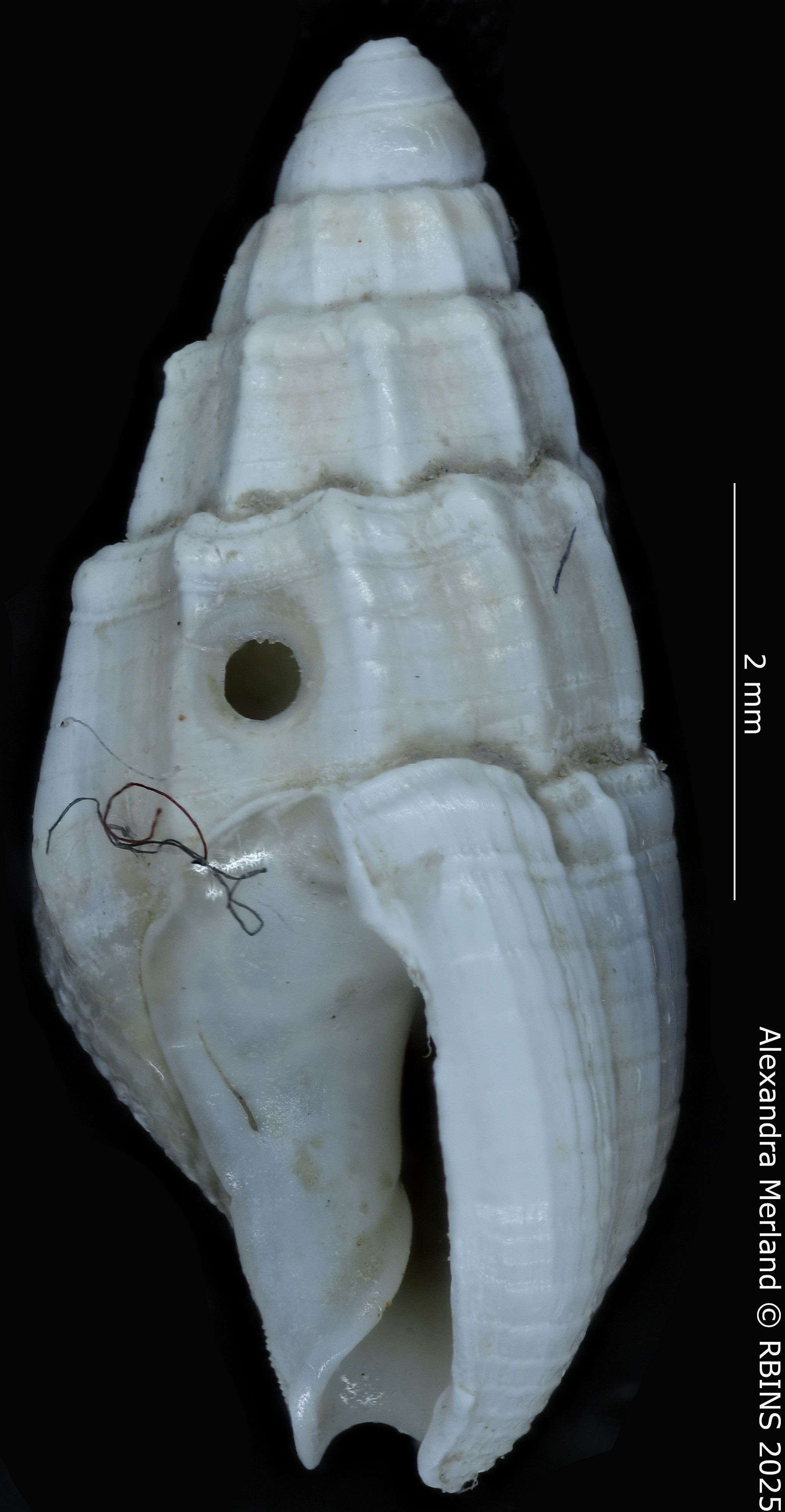 BE-RBINS-INV-MT-4162-Nassarius-gruveli-pt-L.jpg