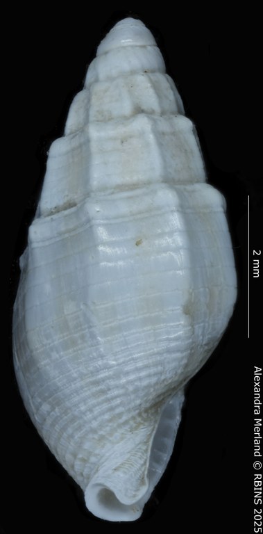 BE-RBINS-INV-MT-4162-Nassarius-gruveli-pt-L2.jpg BE-RBINS-INV-MT-4162-Nassarius-gruveli-pt-L2.jpg