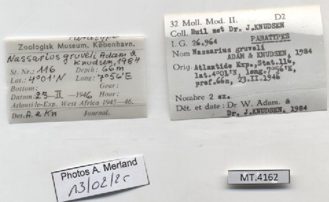 BE-RBINS-INV-MT-4162-Nassarius-gruveli-pt-label.jpg BE-RBINS-INV-MT-4162-Nassarius-gruveli-pt-label.jpg