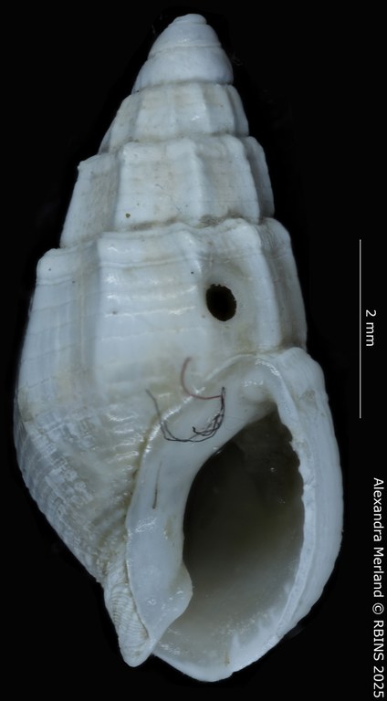 BE-RBINS-INV-MT-4162-Nassarius-gruveli-pt-V.jpg BE-RBINS-INV-MT-4162-Nassarius-gruveli-pt-V.jpg