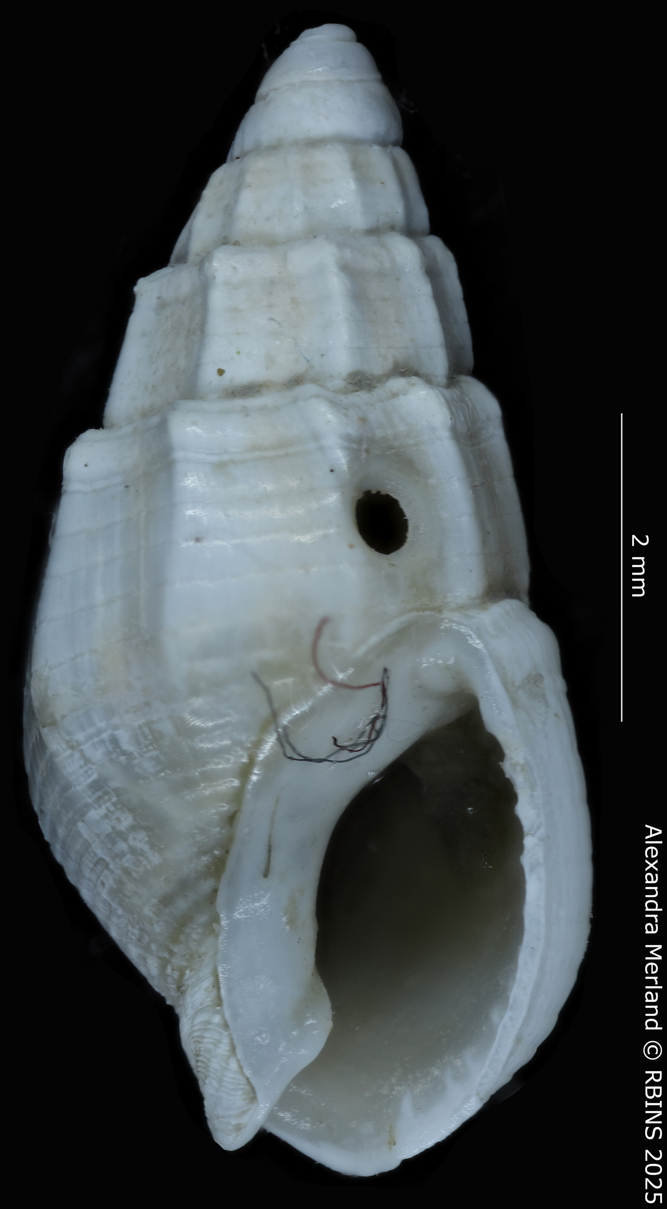 BE-RBINS-INV-MT-4162-Nassarius-gruveli-pt-V.jpg