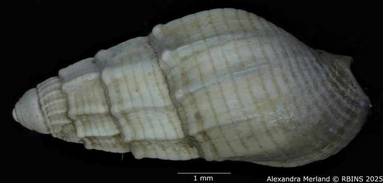 BE-RBINS-INV-MT-4161-Nassarius-gruveli-pt-D.jpg BE-RBINS-INV-MT-4161-Nassarius-gruveli-pt-D.jpg