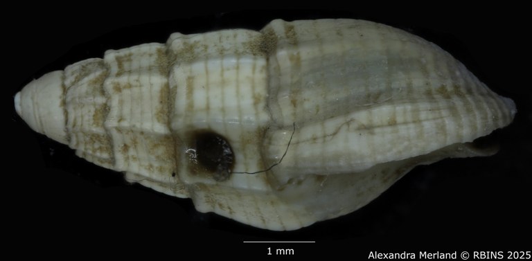 BE-RBINS-INV-MT-4161-Nassarius-gruveli-pt-L.jpg BE-RBINS-INV-MT-4161-Nassarius-gruveli-pt-L.jpg