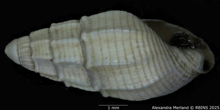 BE-RBINS-INV-MT-4161-Nassarius-gruveli-pt-L2.jpg BE-RBINS-INV-MT-4161-Nassarius-gruveli-pt-L2.jpg