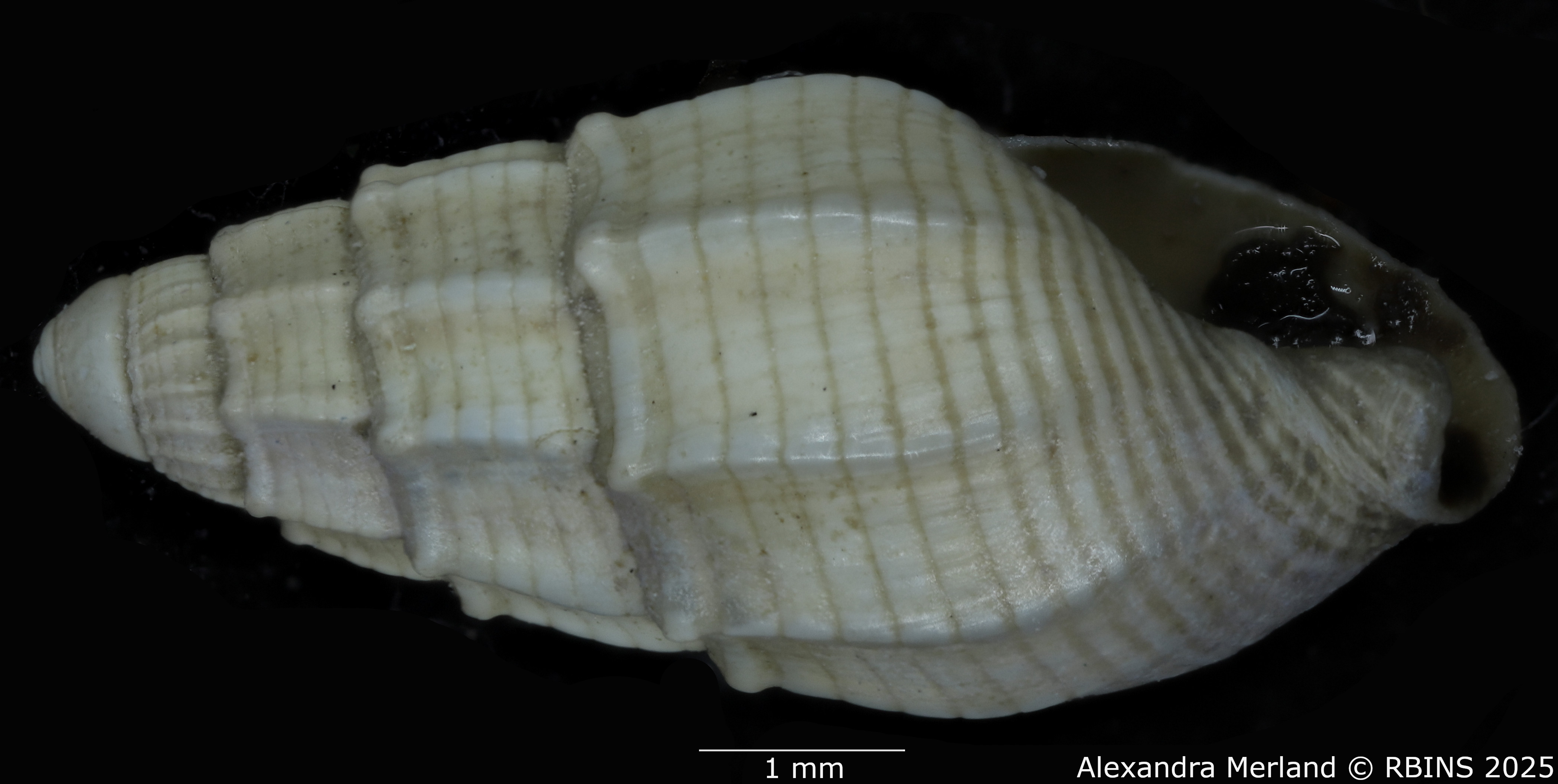 BE-RBINS-INV-MT-4161-Nassarius-gruveli-pt-L2.jpg