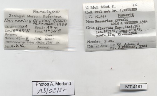 BE-RBINS-INV-MT-4161-Nassarius-gruveli-pt-label.jpg BE-RBINS-INV-MT-4161-Nassarius-gruveli-pt-label.jpg