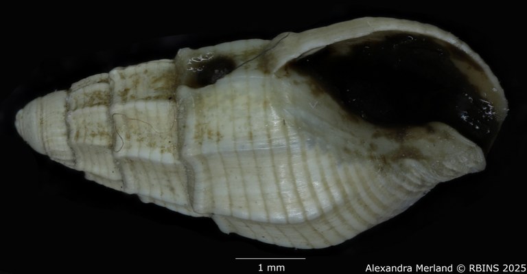 BE-RBINS-INV-MT-4161-Nassarius-gruveli-pt-V.jpg BE-RBINS-INV-MT-4161-Nassarius-gruveli-pt-V.jpg