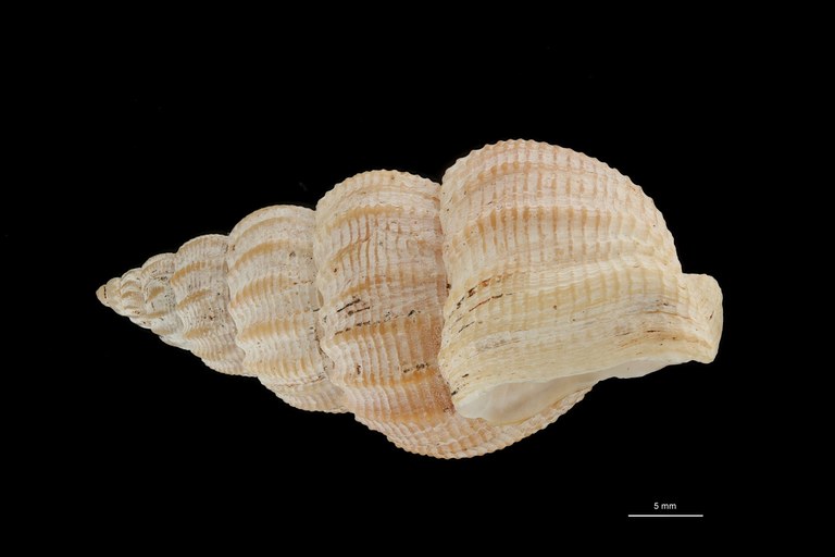 BE-RBINS-INV HYPOTYPE MT 242 Nassarius (Nassarius) limatus LATERAL ZS DMap Scaled.jpg