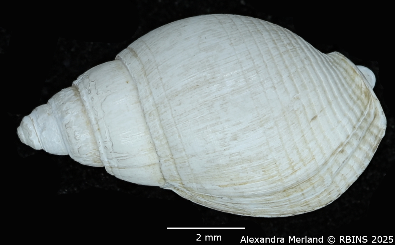 BE-RBINS-INV-MT-421-Nassarius-megalocallus-ht-D.jpg