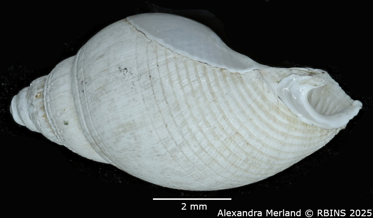 BE-RBINS-INV-MT-421-Nassarius-megalocallus-ht-L2.jpg