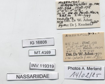 BE-RBINS-INV-MT-4169-Nassarius-megalocallus-pt-label.jpg