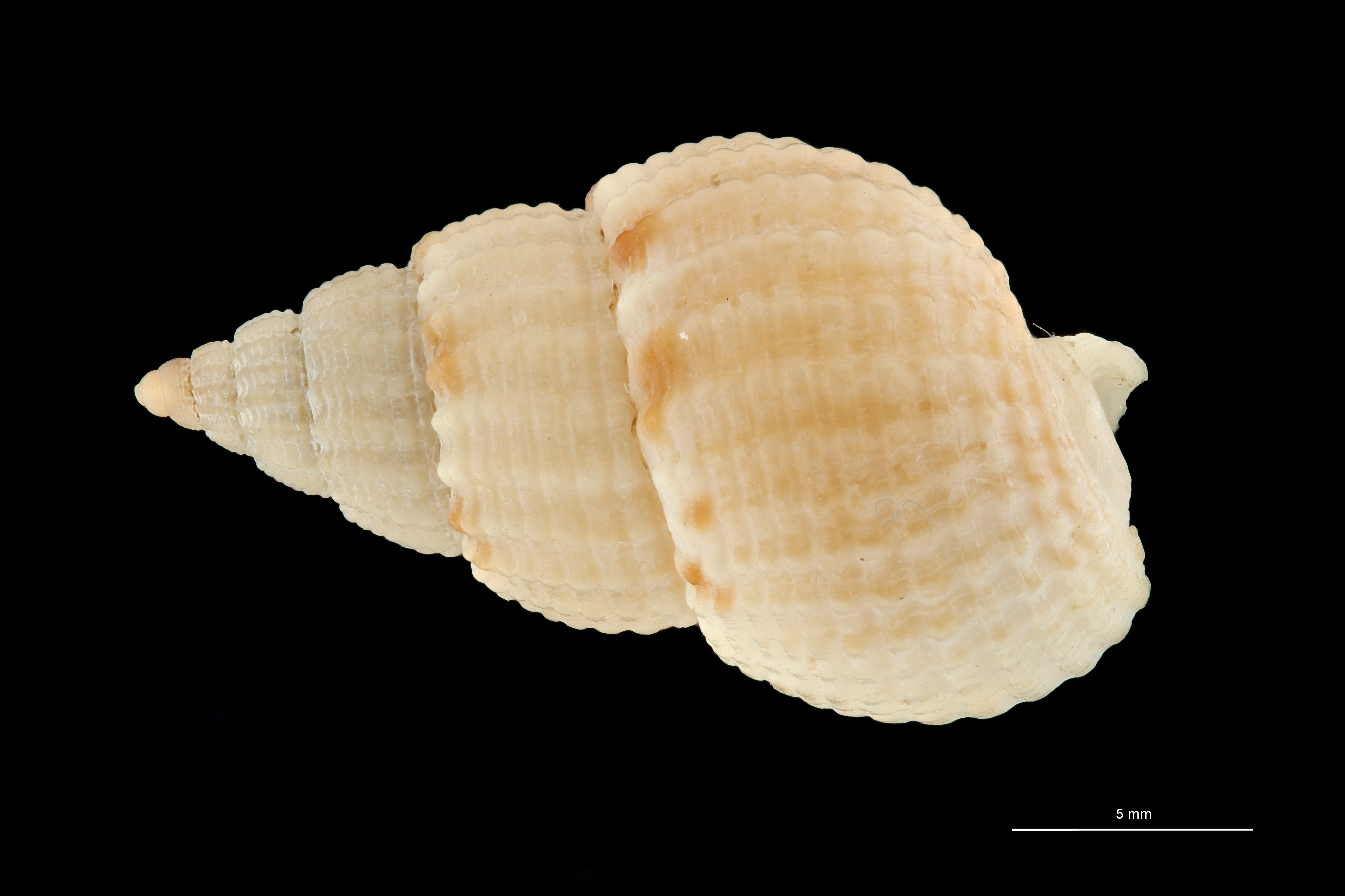 BE-RBINS-INV HOLOTYPE MT 422 Nassarius parcipictus DORSAL ZS PMax Scaled.jpg