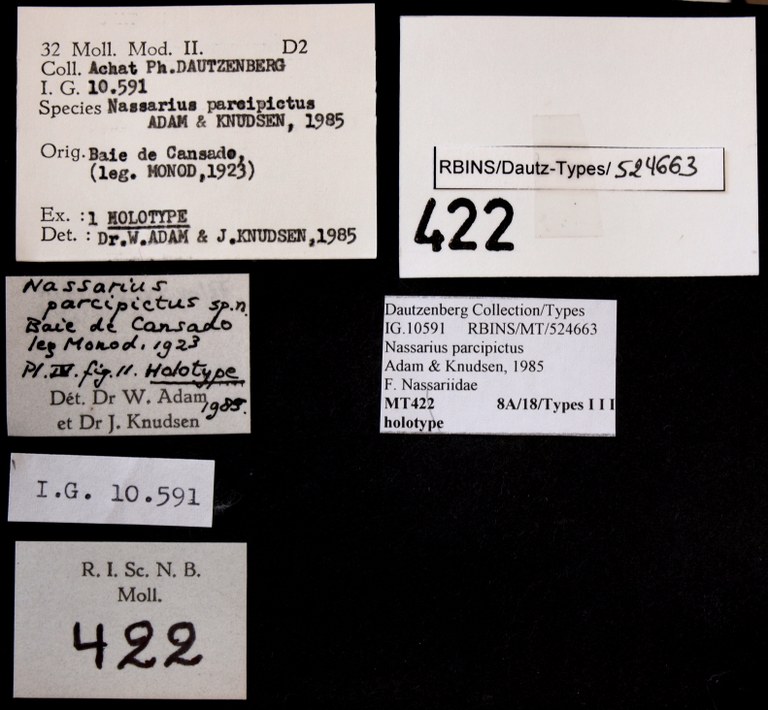 BE-RBINS-INV HOLOTYPE MT 422 Nassarius parcipictus LABELS.jpg