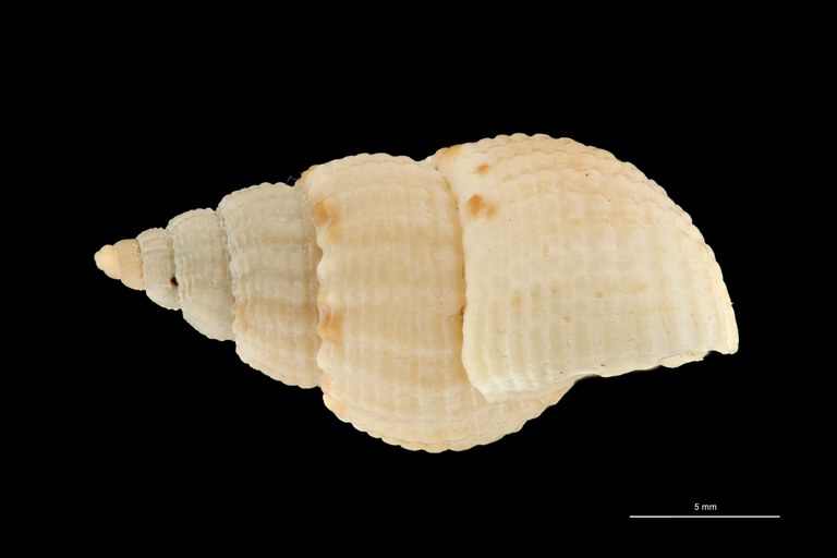 BE-RBINS-INV HOLOTYPE MT 422 Nassarius parcipictus LATERAL ZS PMax Scaled.jpg