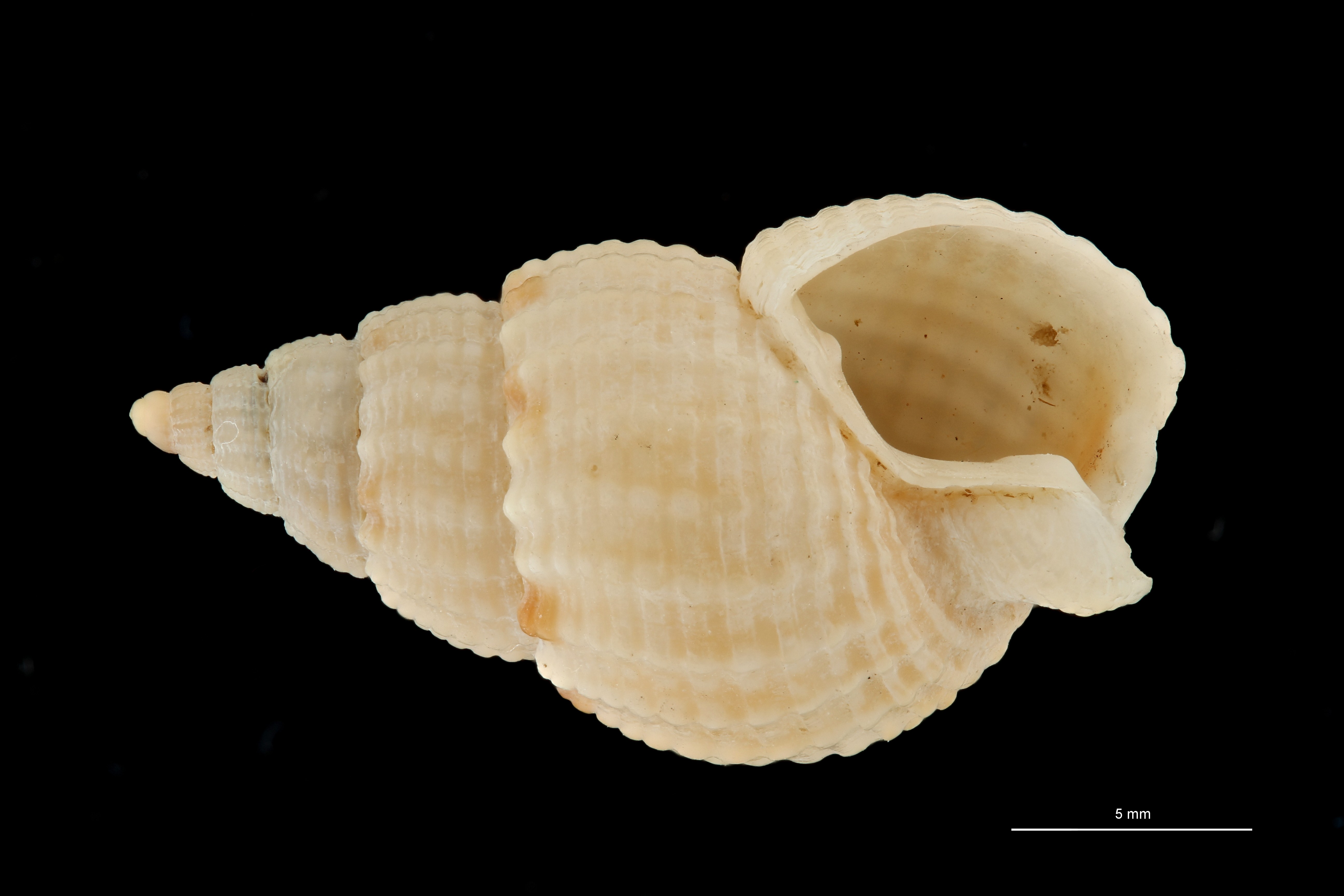 BE-RBINS-INV HOLOTYPE MT 422 Nassarius parcipictus VENTRAL ZS PMax Scaled.jpg
