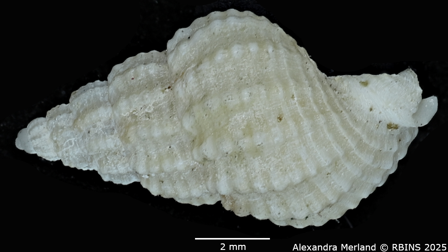 BE-RBINS-INV-MT-3057-Nassarius-parcipictus-pt-L2.jpg