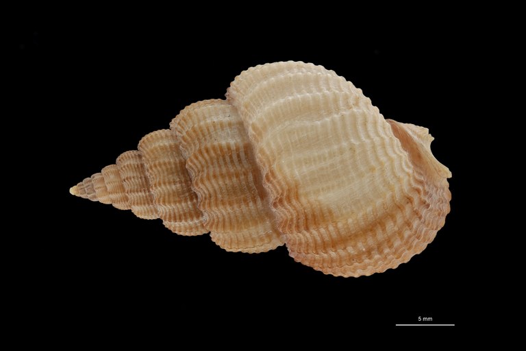 BE-RBINS-INV HYPOTYPE MT 243 Nassarius prismaticus DORSAL ZS PMax Scaled.jpg