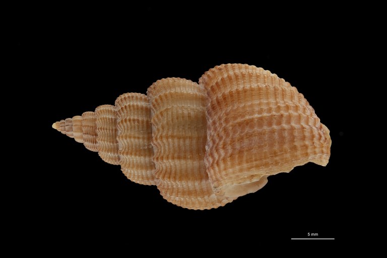 BE-RBINS-INV HYPOTYPE MT 243 Nassarius prismaticus LATERAL ZS PMax Scaled.jpg