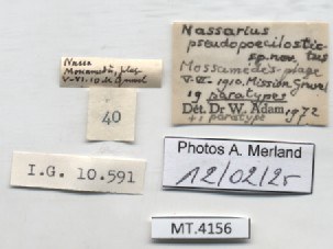 BE-RBINS-INV-MT-4156-Nassarius-pseudopoecilostictus-pt-label.jpg