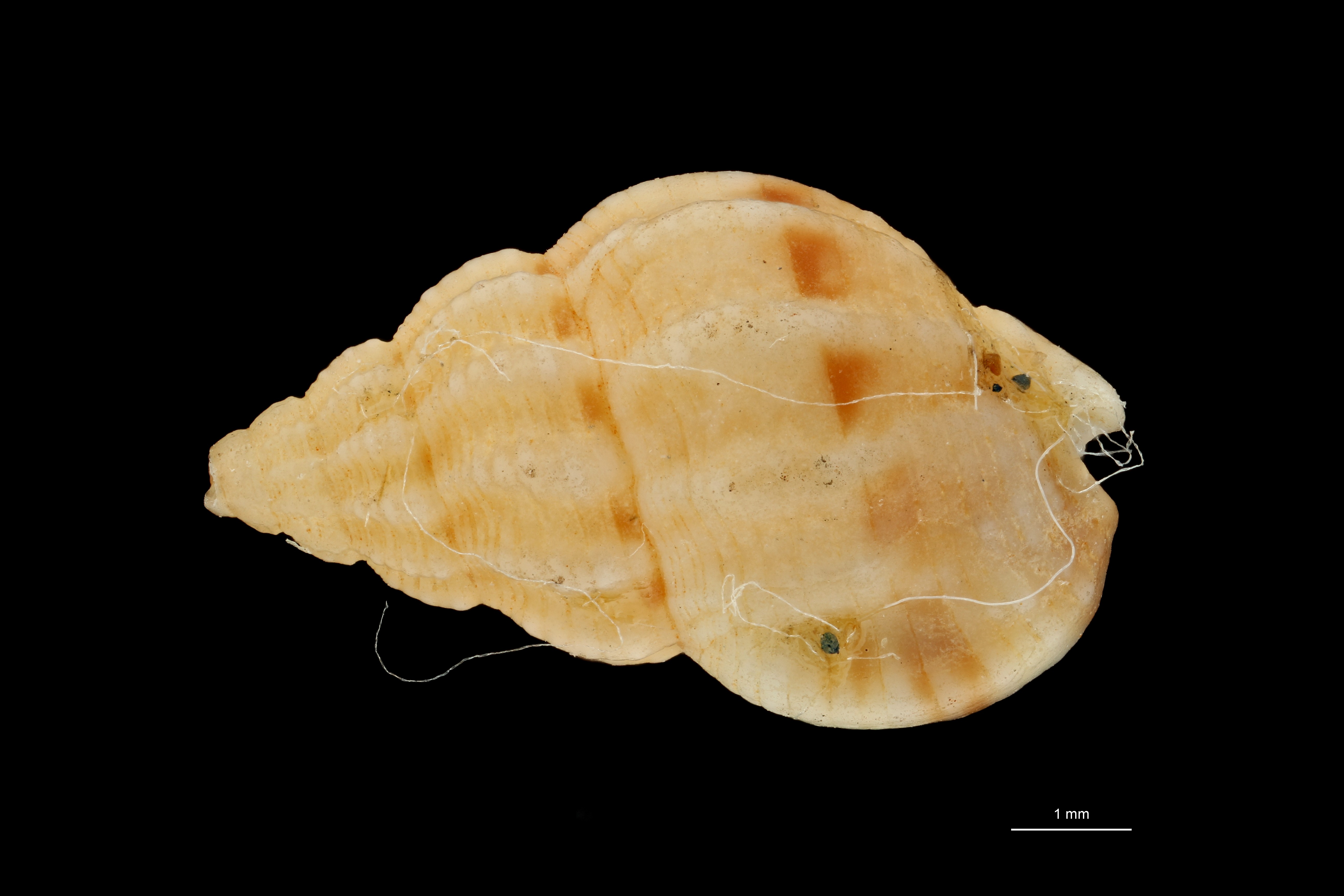 BE-RBINS-INV HOLOTYPE MT 423 Nassarius pseudopoecilostictus DORSAL ZS PMax Scaled.jpg