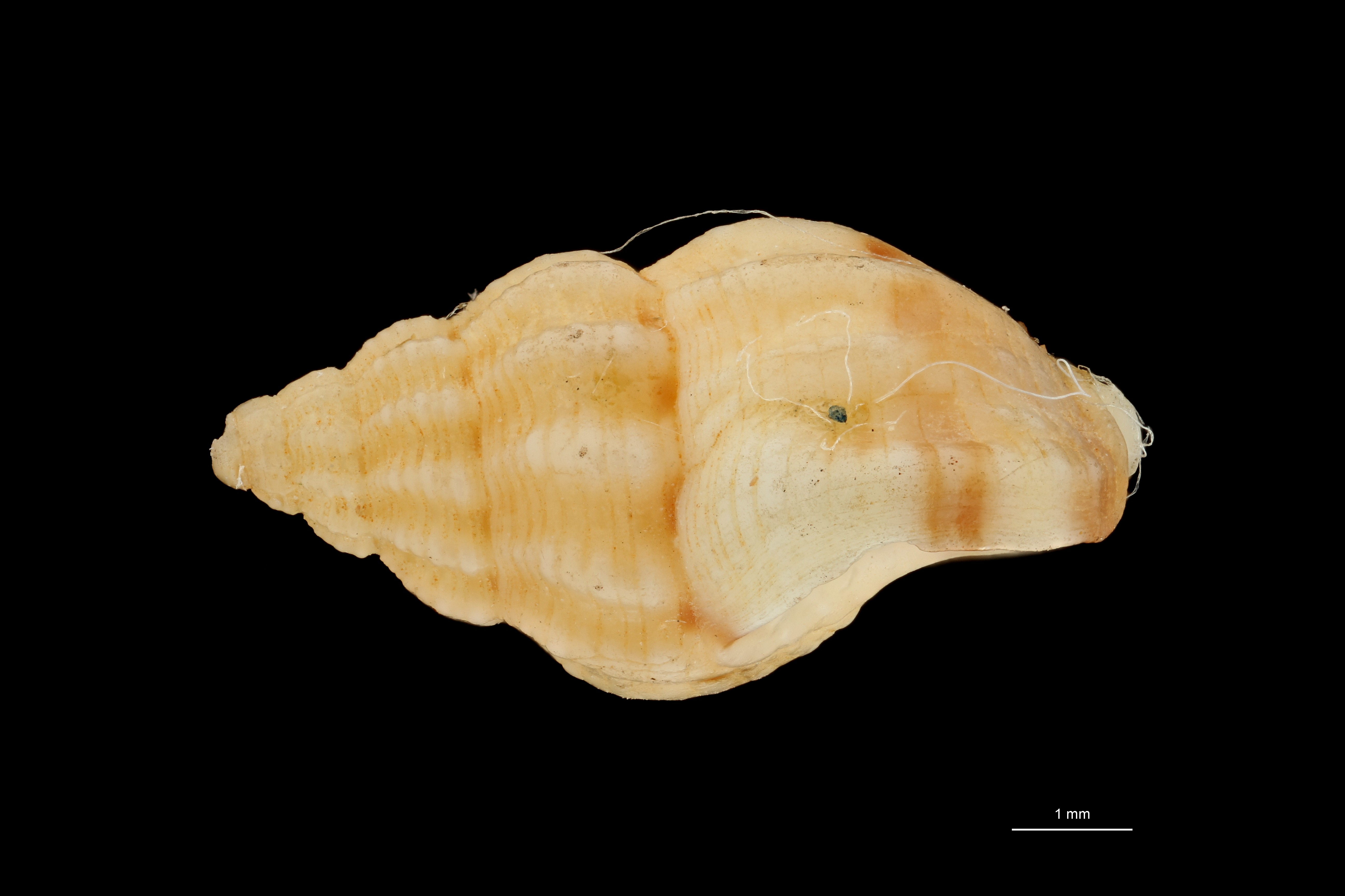 BE-RBINS-INV HOLOTYPE MT 423 Nassarius pseudopoecilostictus LATERAL ZS PMax Scaled.jpg