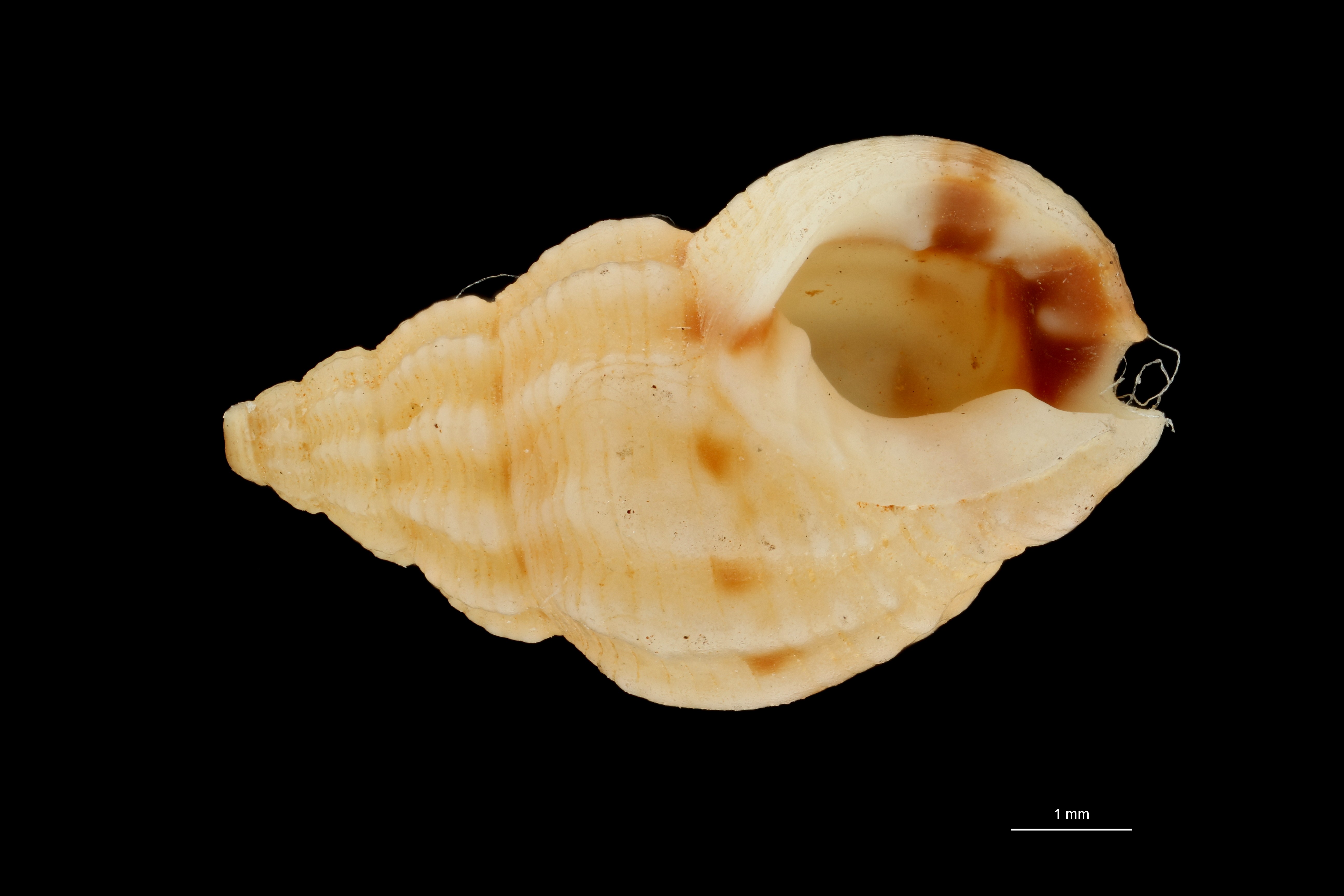 BE-RBINS-INV HOLOTYPE MT 423 Nassarius pseudopoecilostictus VENTRAL ZS PMax Scaled.jpg