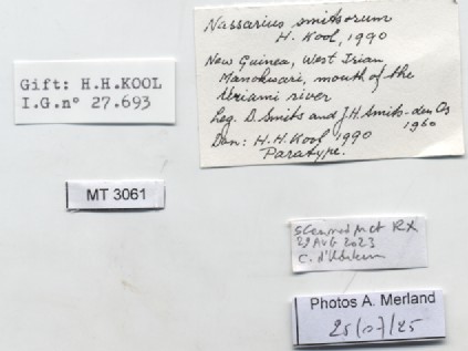 BE-RBINS-INV-MT-3061-Nassarius-smitsorum-pt-label.jpg