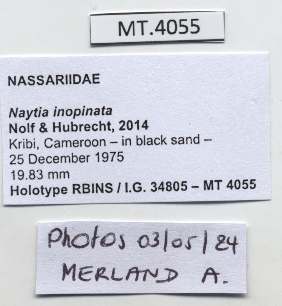 BE-RBINS-INV-MT-4055-Naytia-inopinata-ht-label.jpg