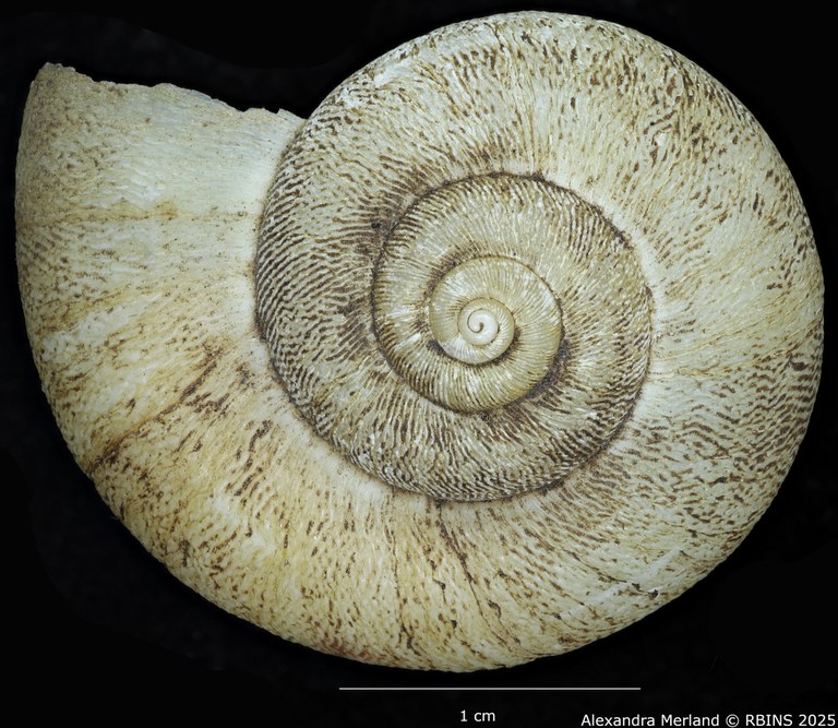 BE-RBINS-INV-MT-4265-Amphicyclotus-abjectus-type-D.jpg BE-RBINS-INV-MT-4265-Amphicyclotus-abjectus-type-D.jpg