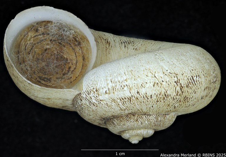 BE-RBINS-INV-MT-4265-Amphicyclotus-abjectus-type-L.jpg BE-RBINS-INV-MT-4265-Amphicyclotus-abjectus-type-L.jpg