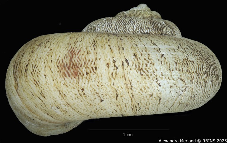BE-RBINS-INV-MT-4265-Amphicyclotus-abjectus-type-L2.jpg BE-RBINS-INV-MT-4265-Amphicyclotus-abjectus-type-L2.jpg
