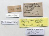BE-RBINS-INV-MT-4265-Amphicyclotus-abjectus-type-label.jpg BE-RBINS-INV-MT-4265-Amphicyclotus-abjectus-type-label.jpg