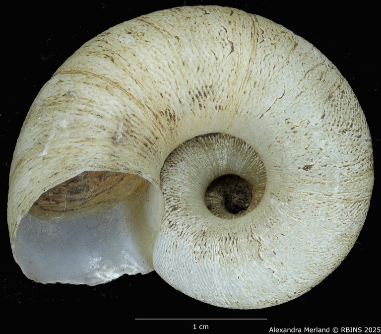 BE-RBINS-INV-MT-4265-Amphicyclotus-abjectus-type-V.jpg BE-RBINS-INV-MT-4265-Amphicyclotus-abjectus-type-V.jpg