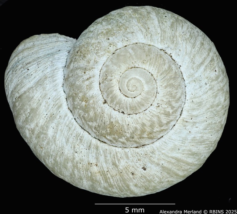 BE-RBINS-INV-MT-4267-Neocyclotus-fonticulus-ht-D.jpg BE-RBINS-INV-MT-4267-Neocyclotus-fonticulus-ht-D.jpg